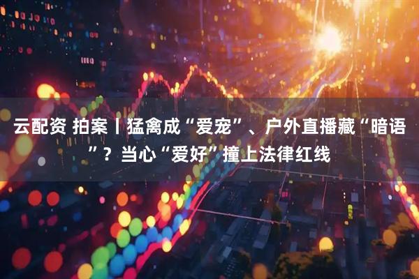 云配资 拍案丨猛禽成“爱宠”、户外直播藏“暗语”？当心“爱好”撞上法律红线